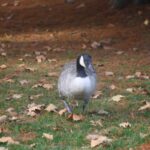 Bernache du Canada/𝐵𝑟𝑎𝑛𝑡𝑎 𝑐𝑎𝑛𝑎𝑑𝑒𝑛𝑠𝑖𝑠