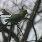 Perruche à collier/𝑃𝑠𝑖𝑡𝑡𝑎𝑐𝑢𝑙𝑎 𝑘𝑟𝑎𝑚𝑒𝑟𝑖