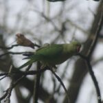 Perruche à collier/𝑃𝑠𝑖𝑡𝑡𝑎𝑐𝑢𝑙𝑎 𝑘𝑟𝑎𝑚𝑒𝑟𝑖